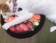 桶に入った寿司を独り占め！？　荒ぶる猫の動画に、爆笑