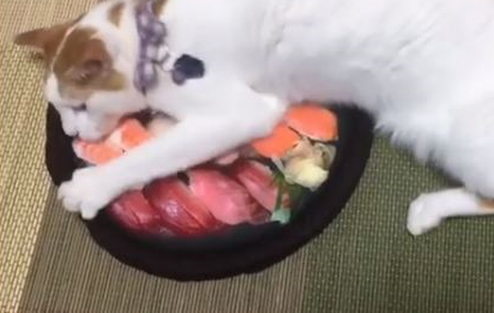 桶に入った寿司を独り占め 荒ぶる猫の動画に 爆笑 Grape グレイプ