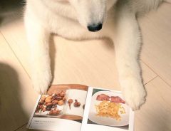 『失敗作の料理本』をハスキー犬に見せたら？　まさかの反応に、笑いが止まらない