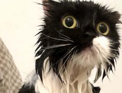 【衝撃の２枚】　お風呂に入った猫が、数分後？「何がどうしてそうなった」