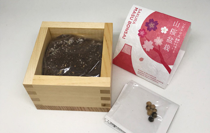 部屋でお花見ができるかも 種から育てる ミニ盆栽 山桜を育ててみたら Grape グレイプ 部屋でお花見ができるかも 種から育てる ミニ盆栽 山桜を育ててみたら Grape グレイプ