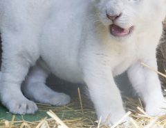 生まれて間もないホワイトライオンの赤ちゃん　「肉球がけしからん！！」