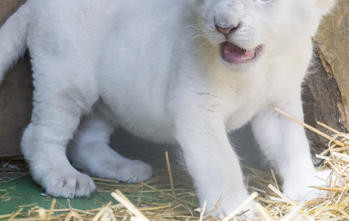 生まれて間もないホワイトライオンの赤ちゃん 「肉球がけしからん