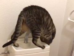 トイレの水が好きすぎた猫　ある日の行動に「かしこい！」の声