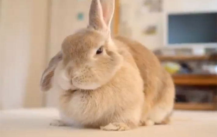 ウサギが警戒する瞬間の動画に 可愛い の声が殺到 でも 真実は Grape グレイプ