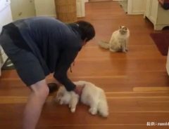 床に横たわる猫　飼い主がグッとつかむと…えええ！？