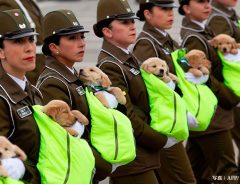 チリの軍事パレードが大変だ！　未来の警察犬の可愛いらしさにメロメロ.