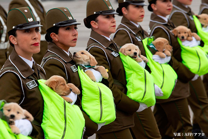 チリの軍事パレードが大変だ 未来の警察犬の可愛いらしさにメロメロ Grape グレイプ