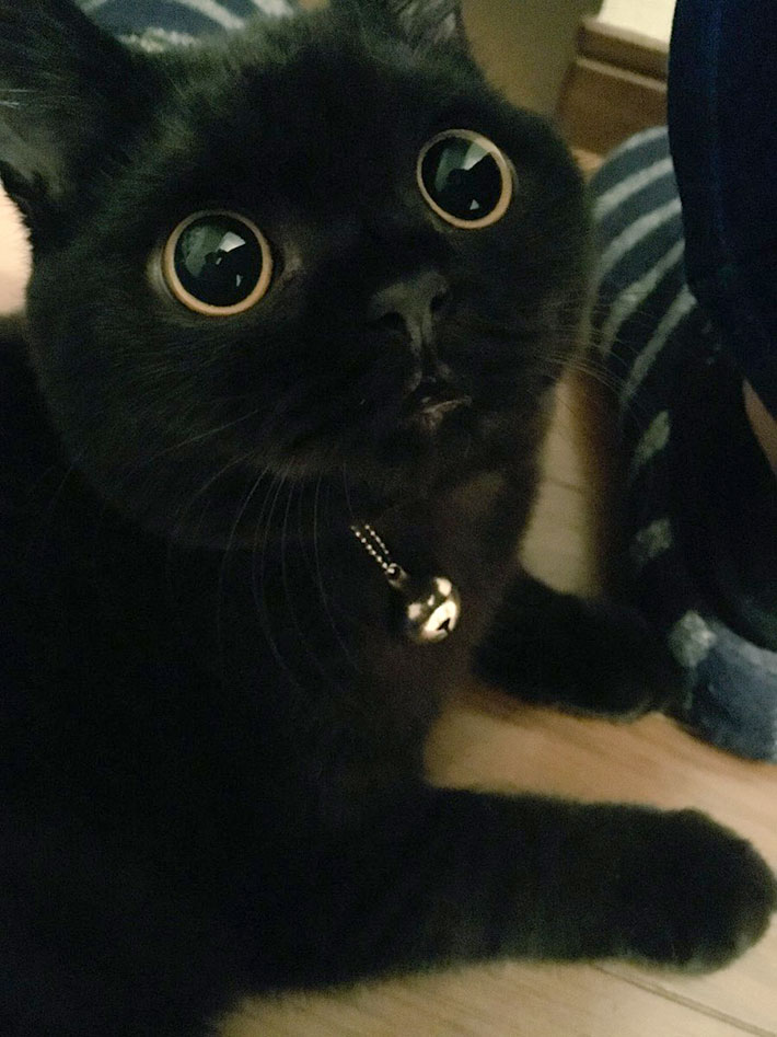 黒猫の瞳に驚き こんな目見たことがない ヌイグルミみたい Grape グレイプ