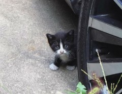 怯えていた小さな子猫　人の温もりを知ったらまるで違う猫のようになった