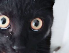 犯人を問い詰めるも「知りませんけど？」　しかし、黒猫の顔を見てみると…