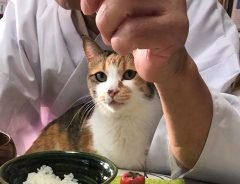 住職が朝ご飯を食べようとすると？　４匹の猫の行動に、悶絶待ったなし！