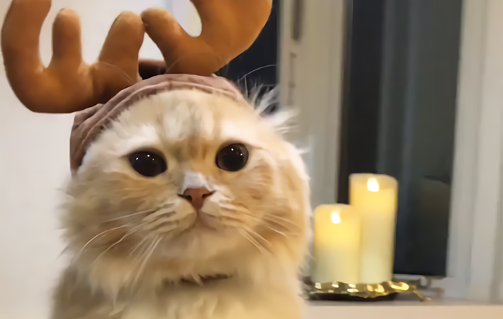 可愛い猫がクリスマスのコスプレ 癒やされていたら 予想外に吹いた Grape グレイプ
