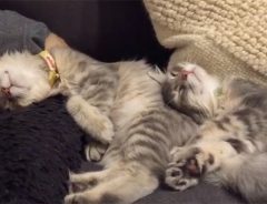 睡眠中の２匹の猫が可愛いさ１００点　…と、思いきや？