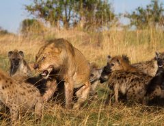 『自然界のドラマ』が、手に汗握る展開　絶体絶命のライオンの前に現れたのは？