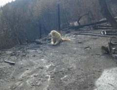 山火事で行方不明になった愛犬　数週間後、燃えた自宅があった場所に戻ると