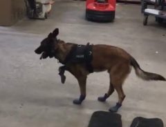 カッコいい警察犬が初めて雪用のブーツを履いたら　大笑いする人が続出