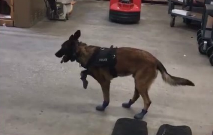 カッコいい警察犬が初めて雪用のブーツを履いたら 大笑いする人が続出 Grape グレイプ
