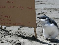 ビーチで発見されたペンギンの赤ちゃん　そばに立てられた看板にホッコリ