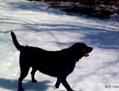 積もった雪を見て『ある遊び』にハマった犬　滑稽な姿に飼い主は大爆笑