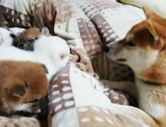 子犬にちょっかいを出すパパ犬　その後の展開に「初めて見た」