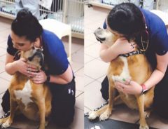 犬の採血後に頸静脈を押さえていた獣医の助手　老犬の可愛い勘違いにホッコリ