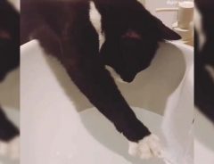 洗面器をのぞく猫　水を飲もうとして前足を伸ばすと？
