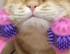 【動画】美顔ローラーを使われた猫の表情　「見ているだけで癒される」