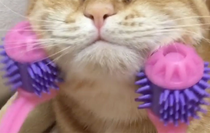 動画 美顔ローラーを使われた猫の表情 見ているだけで癒される Grape グレイプ