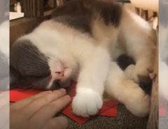 中国の猫カフェで働く『従業員』　お年玉を枕に寝ているので、取ろうとしたら？