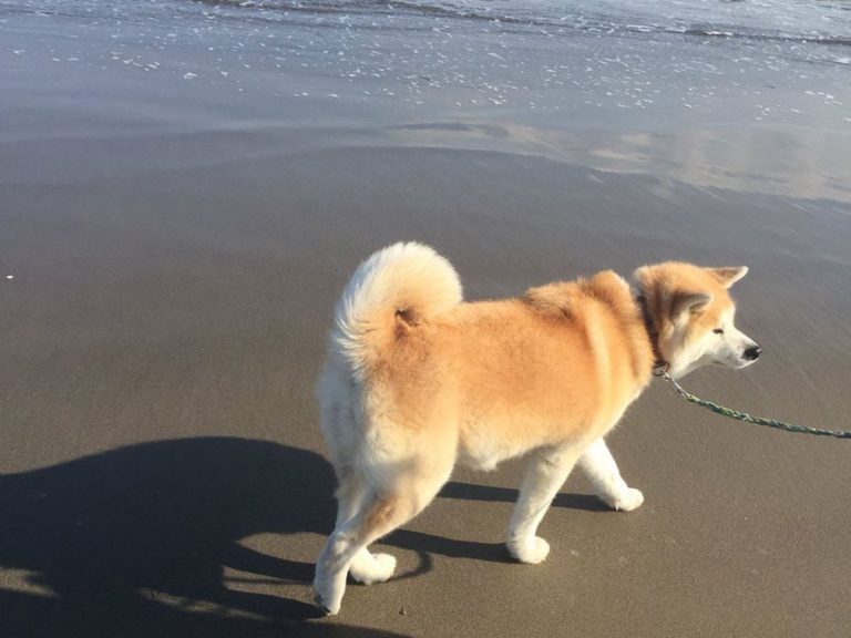 犬の リアクション に １５万人の腹筋が崩壊 初めての海で Grape グレイプ