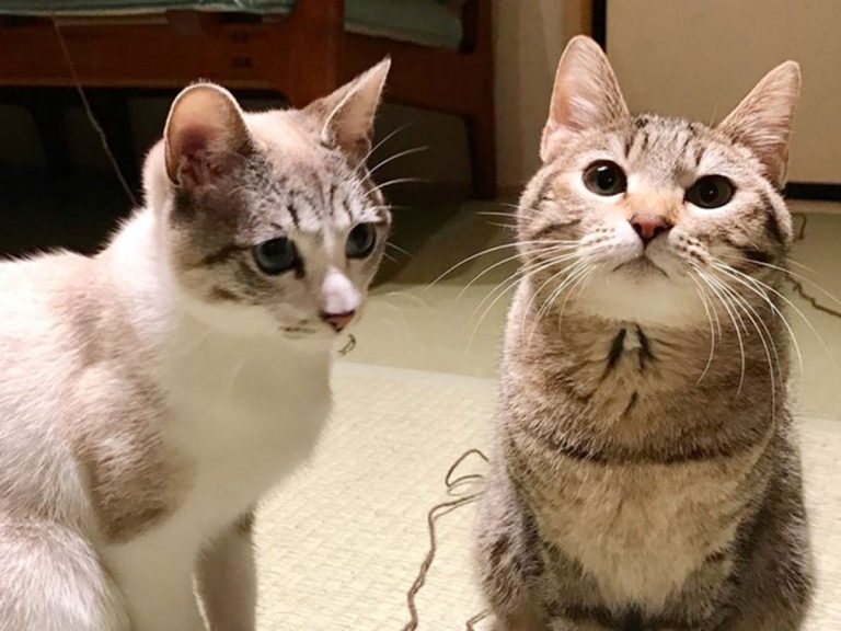 朝起きたら これですよ 夜中の猫のイタズラに 飼い主ボーゼン Grape グレイプ