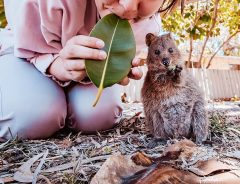 似てる！　クアッカワラビーそっくりといわれた女性　本物と並んでみると