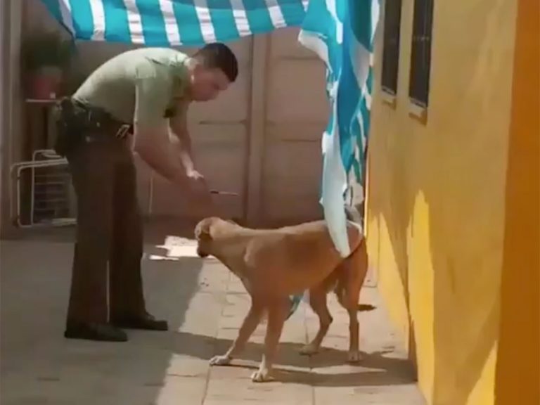 警察官にピンチを救われた犬 全身で ありがとう という姿にウルっときた Grape グレイプ