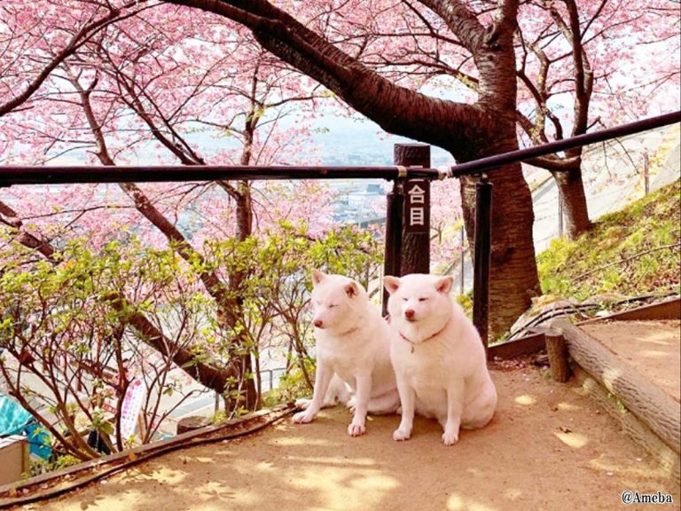 早咲きの桜で お花見 をした白柴の親子 のほほ んとした数々の写真に癒される Grape グレイプ