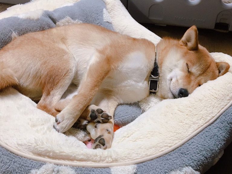 本当に同じ柴犬 赤ちゃんのころの写真に驚きの声 Grape グレイプ