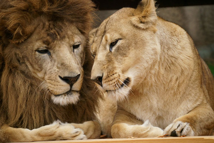 動物にも愛がある ライオン夫妻を撮影した９枚の写真が胸を打つ Grape グレイプ