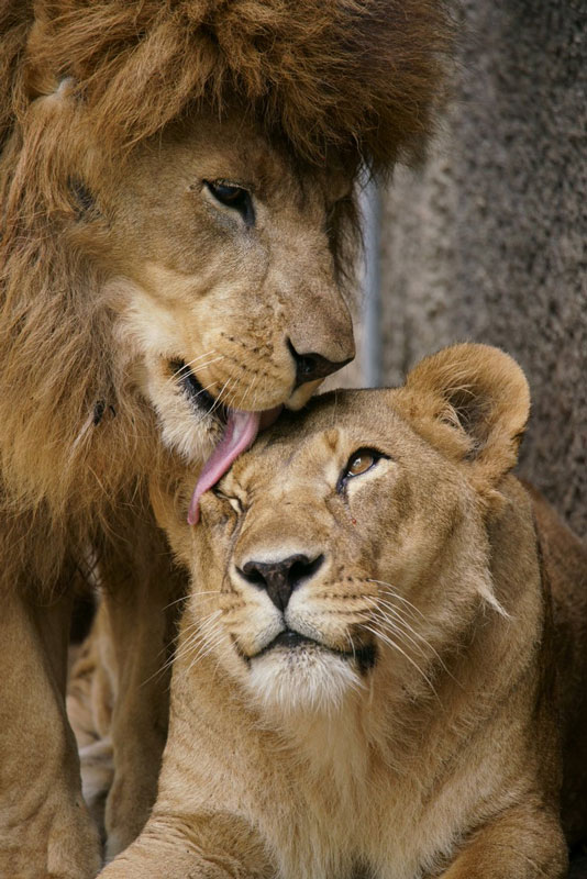 動物にも愛がある ライオン夫妻を撮影した９枚の写真が胸を打つ Grape グレイプ