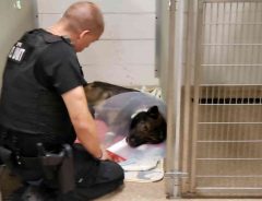 ずっとそばにいるよ　負傷した警察犬に寄り添う警察官の姿に感動の声