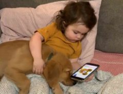 子犬を寝かしつける小さなお母さん　２１秒間の動画に癒される人が続出