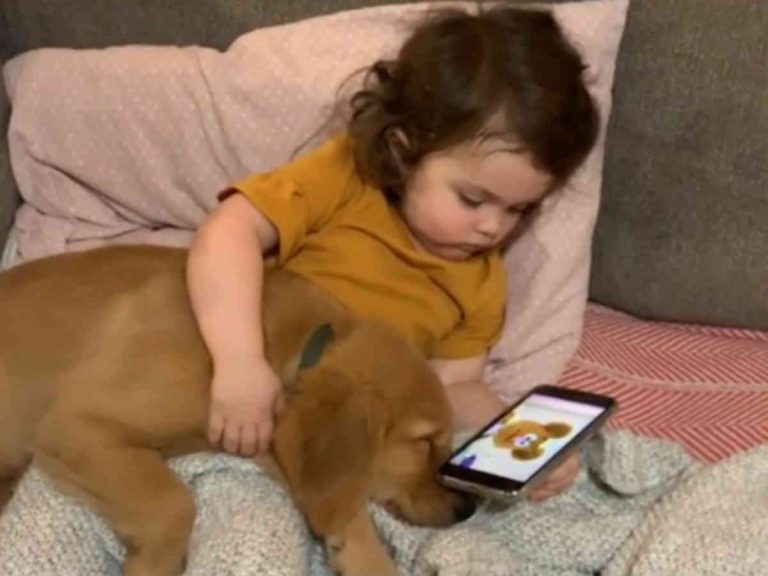 子犬を寝かしつける小さなお母さん ２１秒間の動画に癒される人が続出 Grape グレイプ