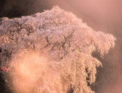 奈良の『又兵衛桜』を撮影した４枚　圧倒的な存在感に息をのむ
