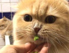 えっ、それ食べちゃうの！？野菜もお好き　ヘルシー志向！？な猫