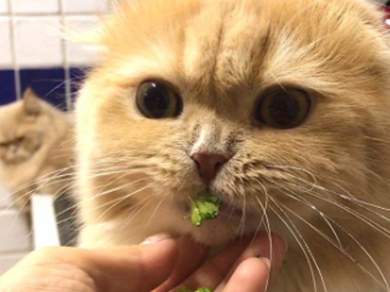 えっ それ食べちゃうの 野菜もお好き ヘルシー志向 な猫 Grape グレイプ