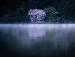 ３年かけて撮影された山桜　神秘的な雰囲気に時が止まる