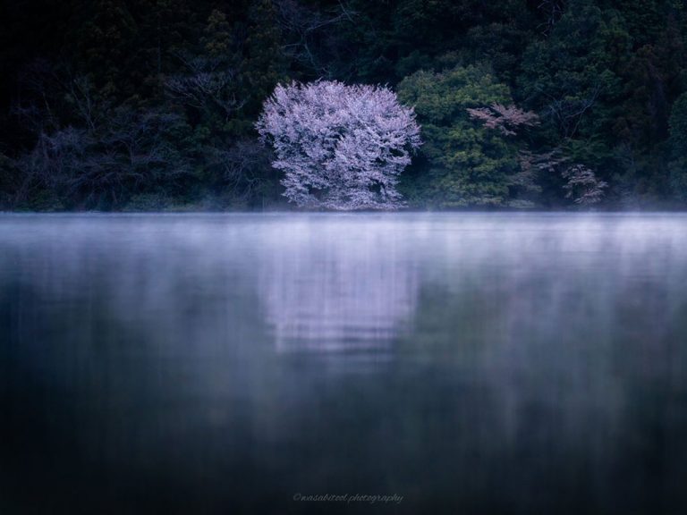 ３年かけて撮影された山桜 神秘的な雰囲気に時が止まる Grape グレイプ