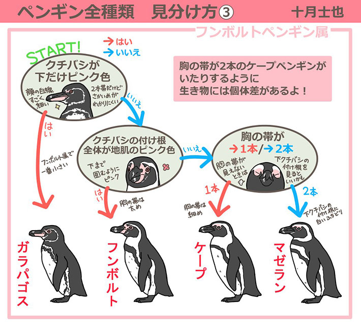 面白い ためになる ペンギンの見分けかたを描いた ３枚 に 感動の声 Grape グレイプ