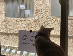 猫のいる窓際に貼られたメッセージ　そこに書かれていたことは…
