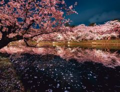 美しく照らされた、夜桜に引き込まれる　夢のような４枚