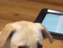 「いけないことだと自覚している犬の顔」　１５秒の動画に腹筋崩壊